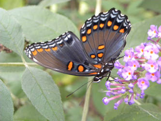 Red-Spotted Purple Butterfly Wing