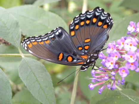 Red-Spotted Purple Butterfly Wing