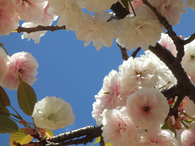 More Cherry Blossoms