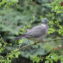 Pigeon on twig