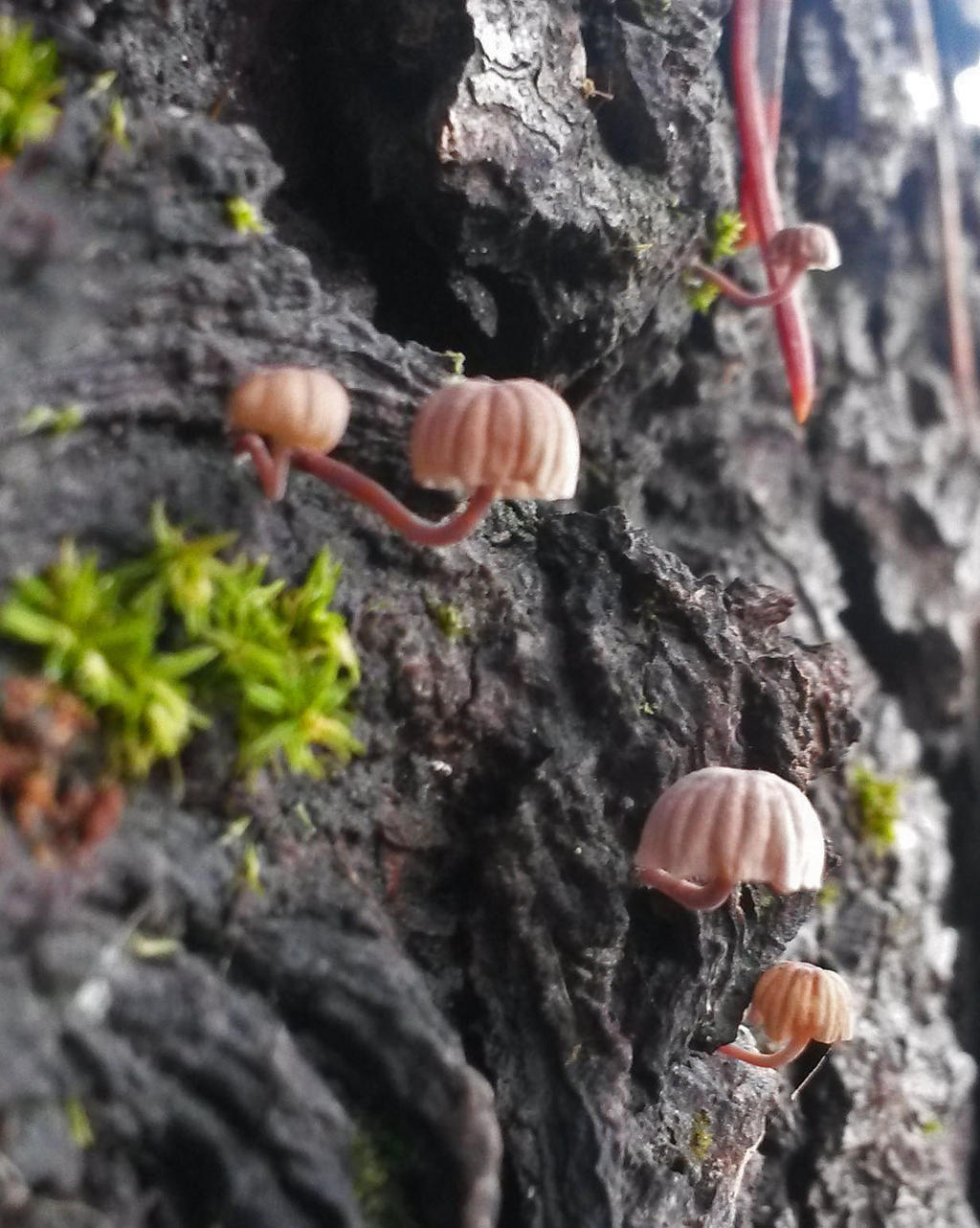 tiny fungi