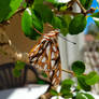 Gulf fritillary