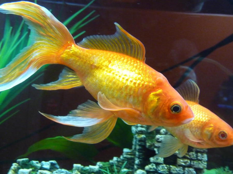 Goldfish