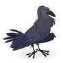 Consider the ravens