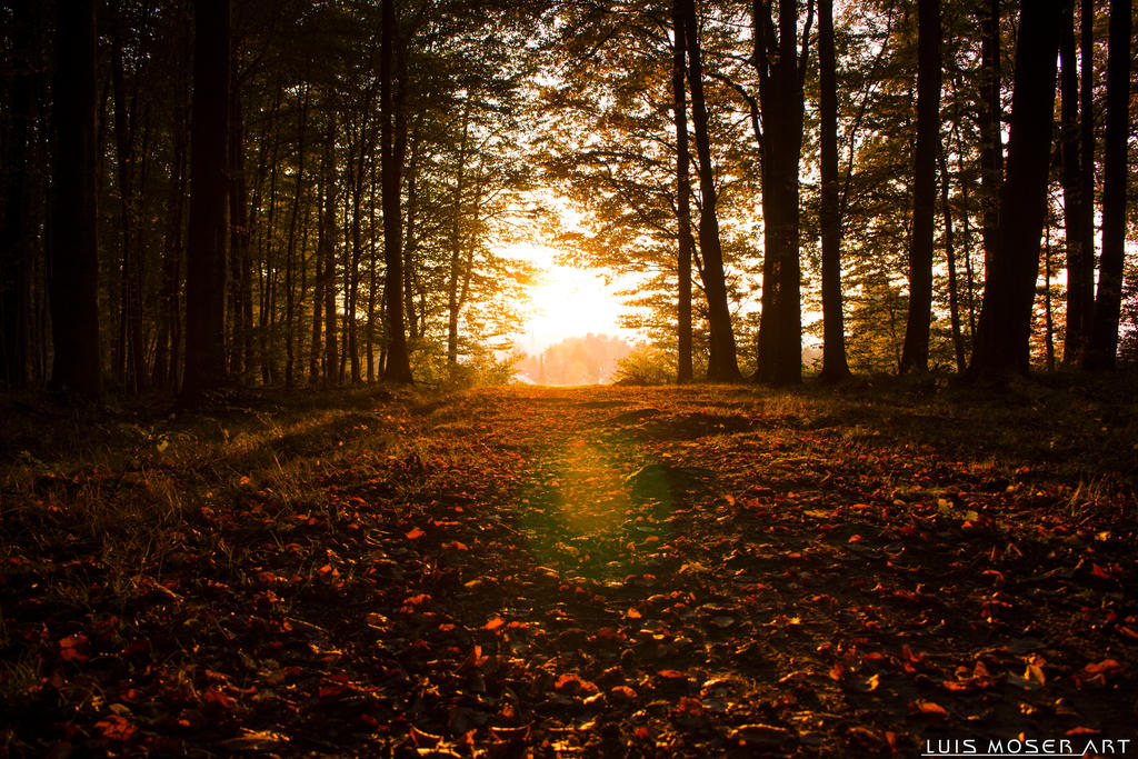 Evening Walk