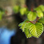 Spring leaf