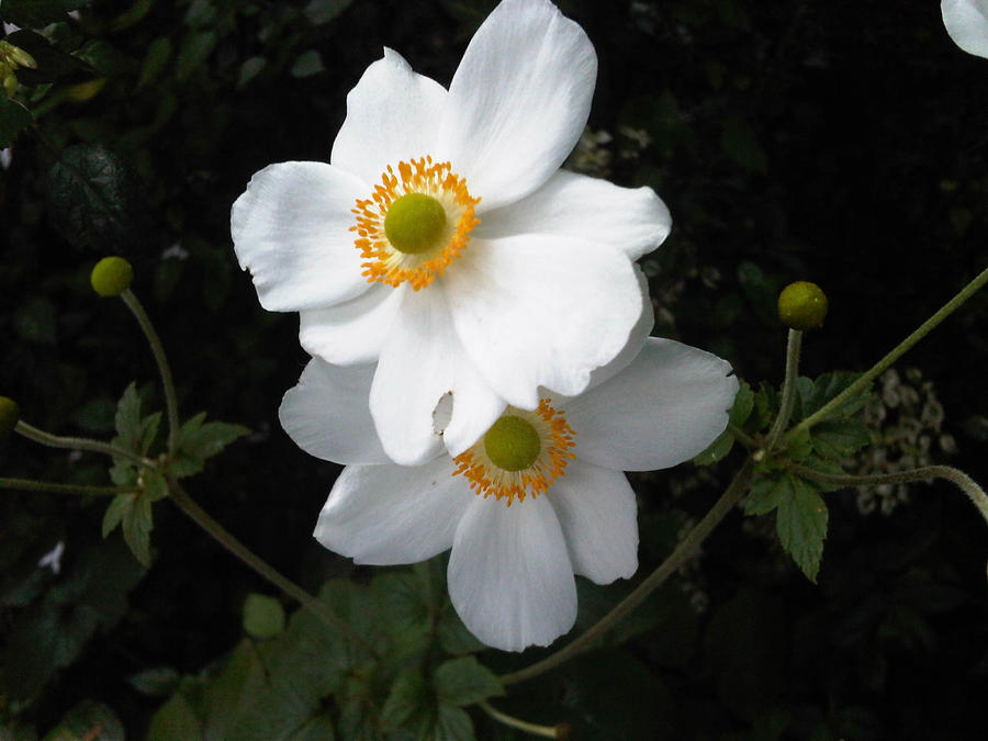 White Beauty