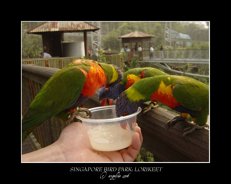 Singapore.8: Lorikeets