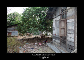 Malaysia.8: Chicken Tree