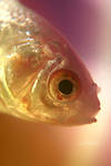 Lilly the Fish II by Atreja