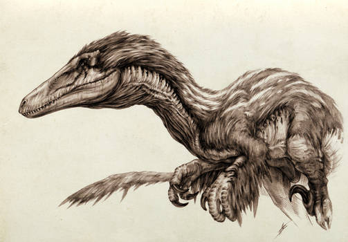 Austroraptor