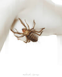 Arachnophobia IV by AntarcticSpring