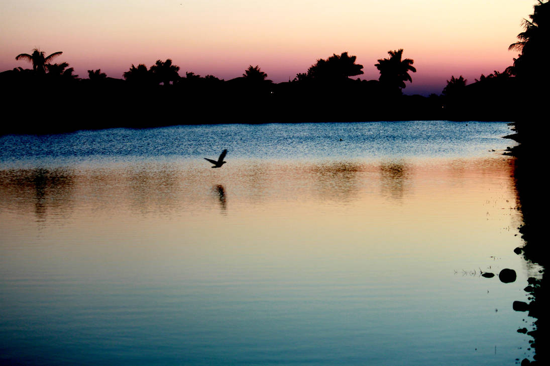 Sunset and a flying duck