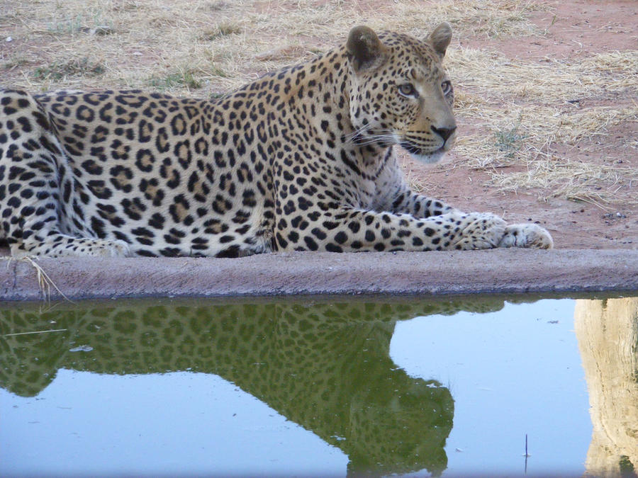 Reflections Leopard Leopard reflection by The-Drummer-Gal on DeviantArt