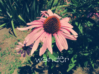 Wander