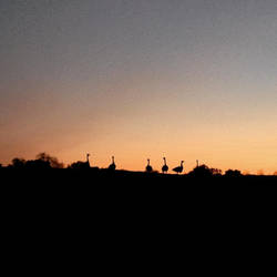 Geese against Sunset