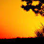 pine_sunset