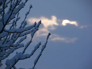 Tiny Branches Bearing Weight of Winter