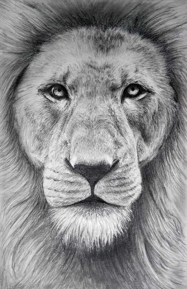 Pencil Lion