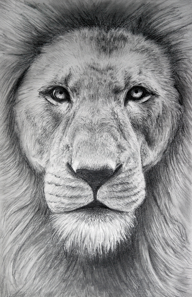 Pencil Lion by LaughingSky on DeviantArt