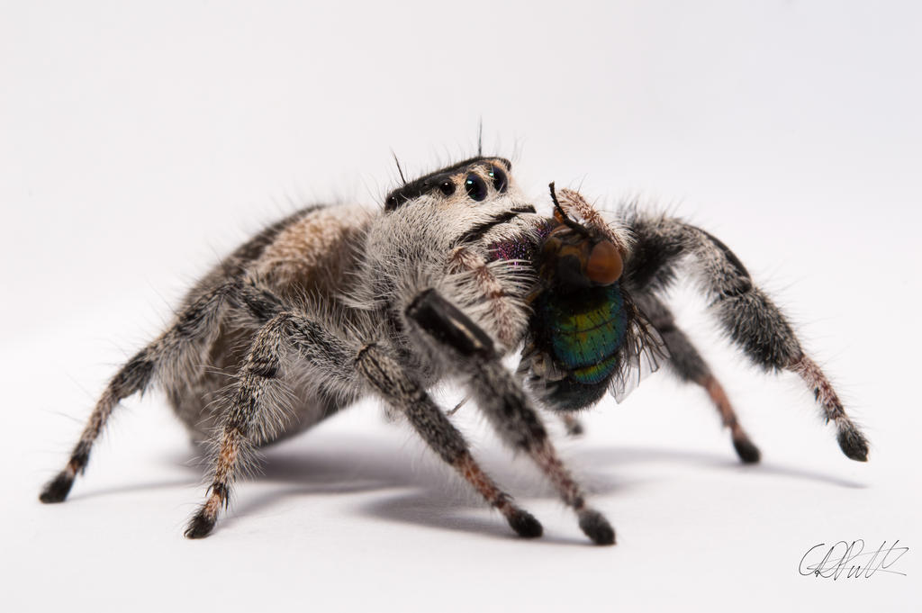 Phidippus regius female