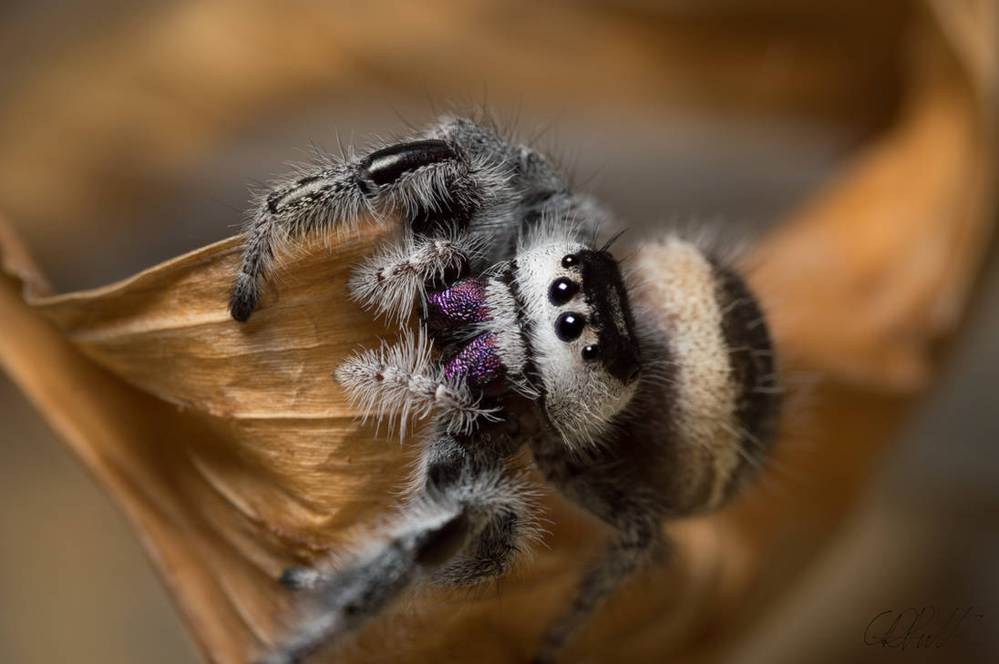 Phidippus regius female by Chris-Pull