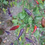 Purple small chili 2