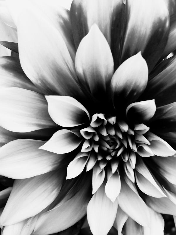 Black and white flower by 20016432 on DeviantArt