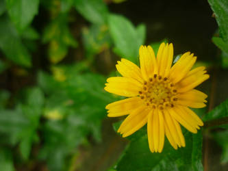 flower :'X (14)