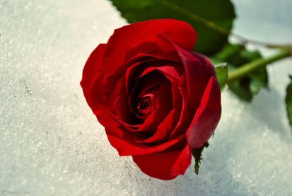 Winter Rose 1