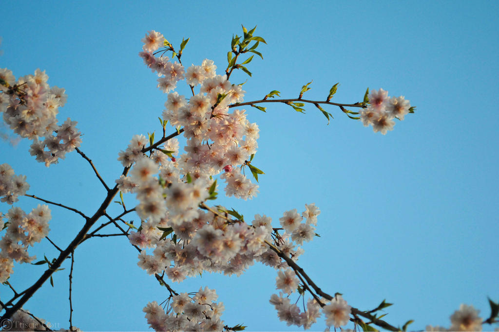 Willow Flower 4