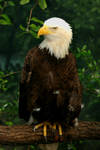 Bald Eagle Portrait by coastguardwife06