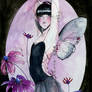 Violet fairy