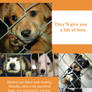 Adopt a Shelter Dog Poster