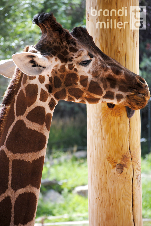 Giraffe Lick