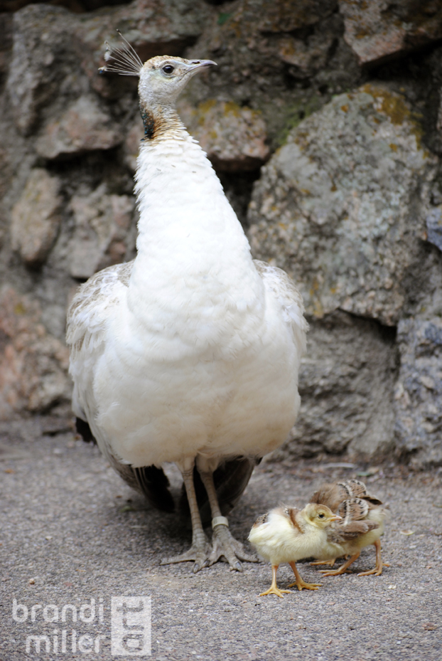 Proud Peahen with Chicks