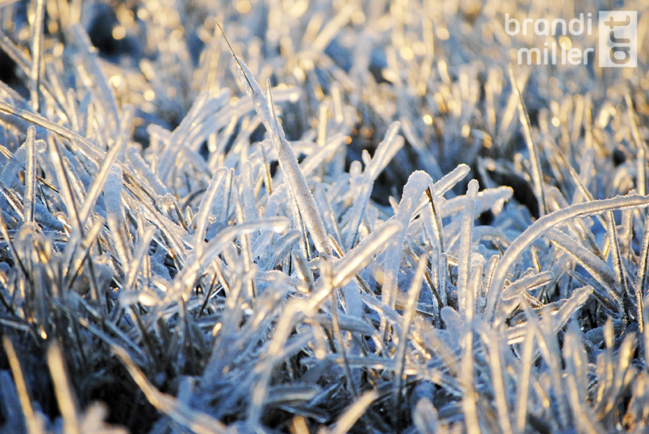 Field of Ice