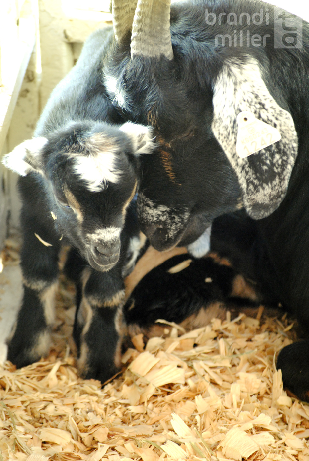 Baby Goat and Momma by brandimillerart