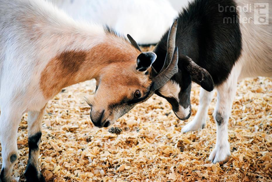 Goat Battle