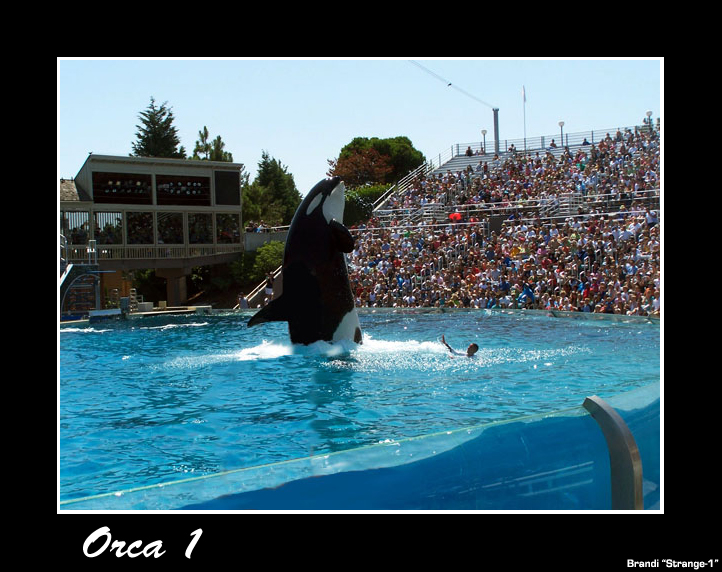 Orca 1