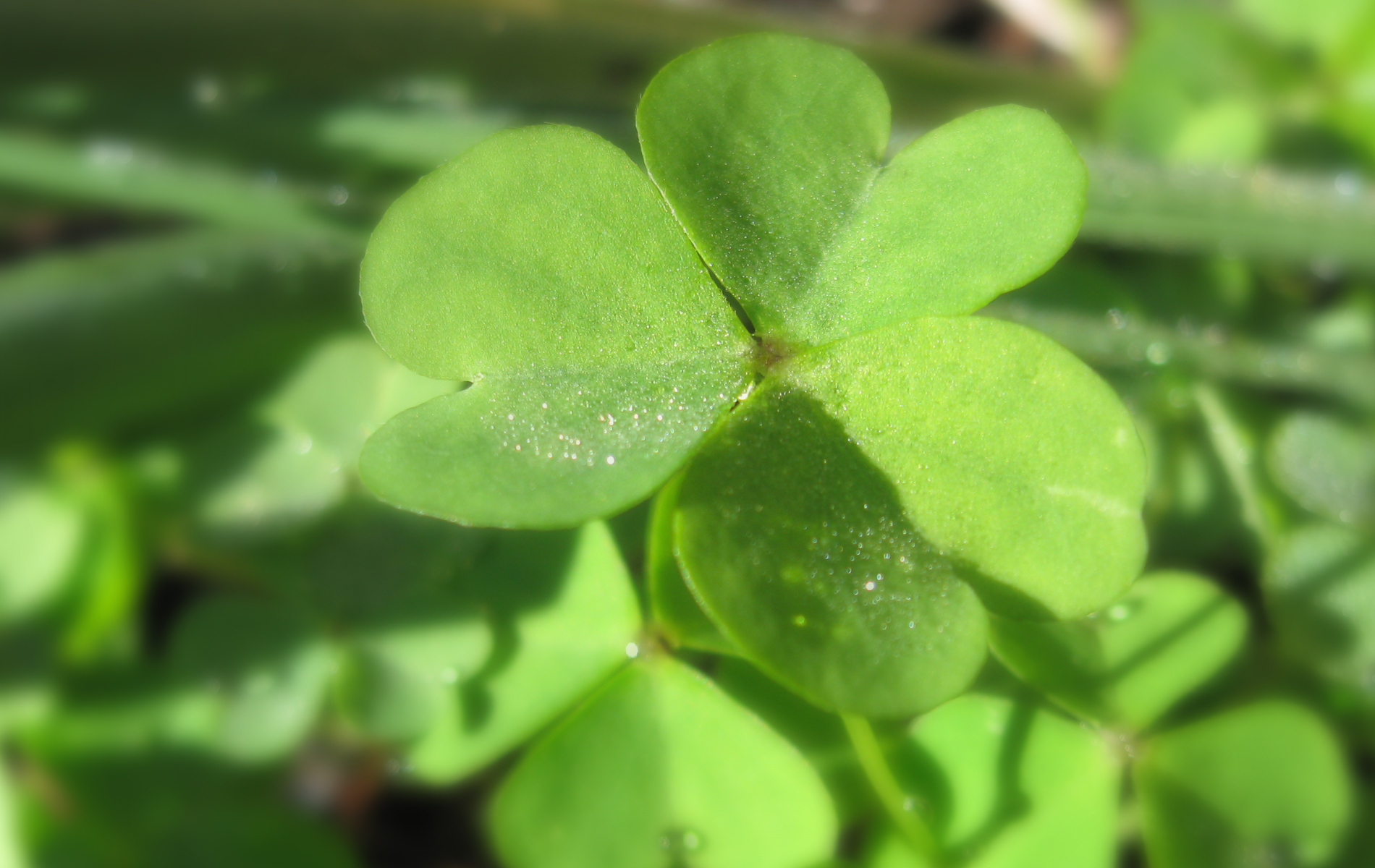 Refraction Of Clover