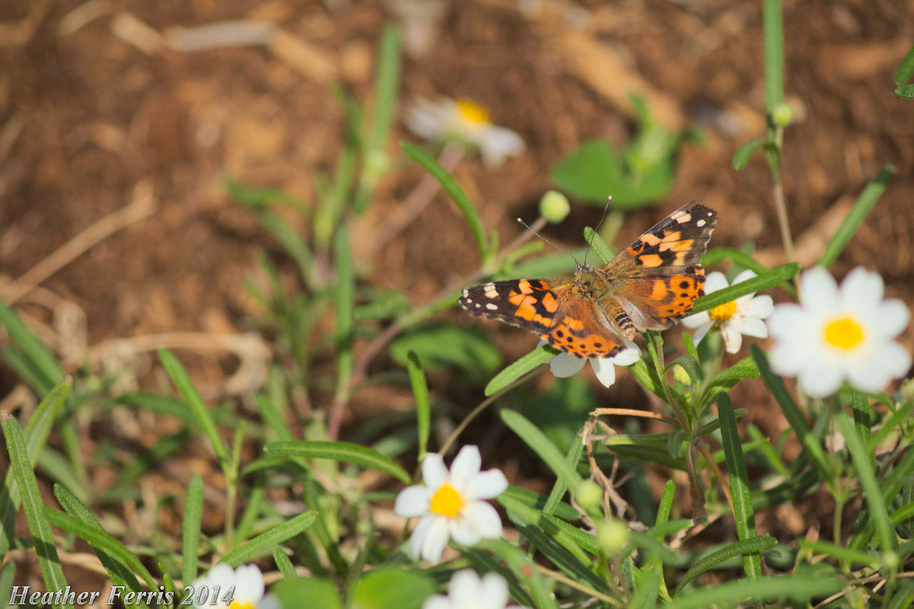 Monarch Butterfly on a White Flower