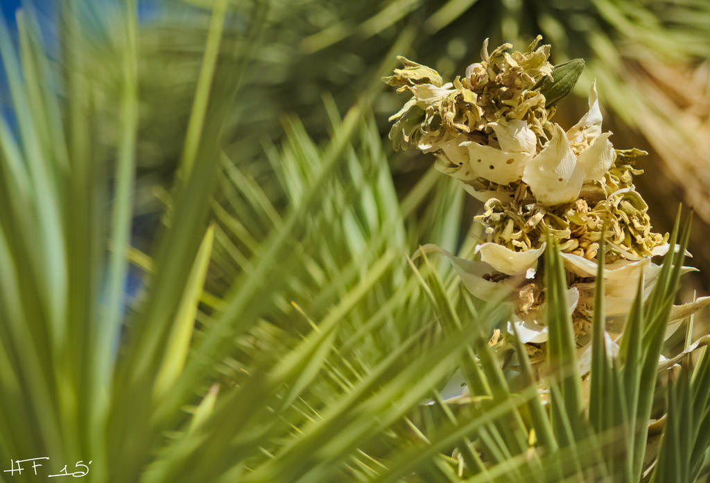 Flowering Joshua Tree