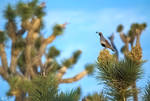 Quail in the Desert