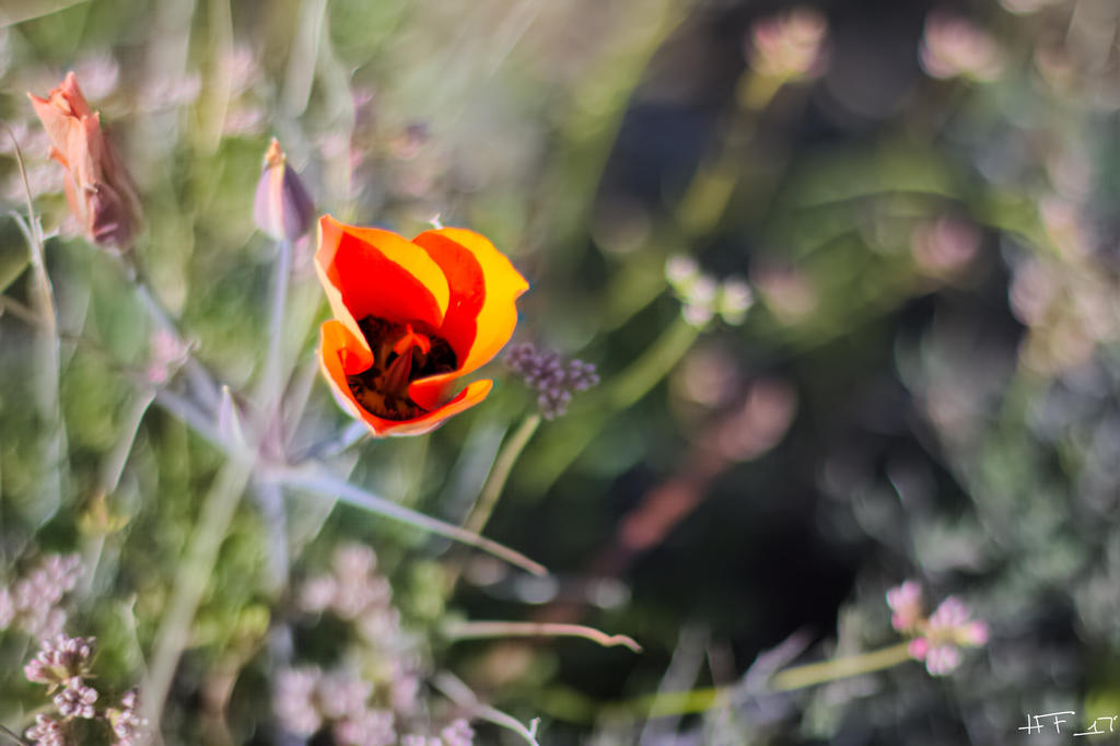 Red Desert Flower