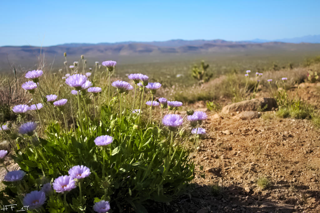 Blue Flowers in Joshua Tree Forest