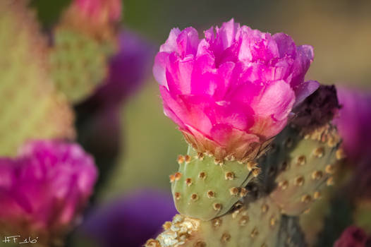 Hot Pink Cactus Flower