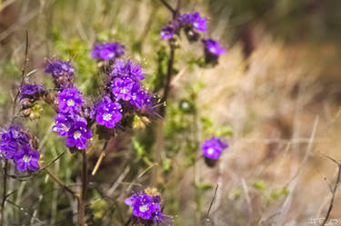 Purple Desert Wild Flowers