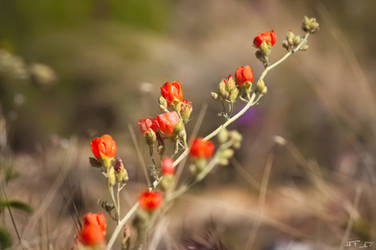 Red Desert Wildflowers