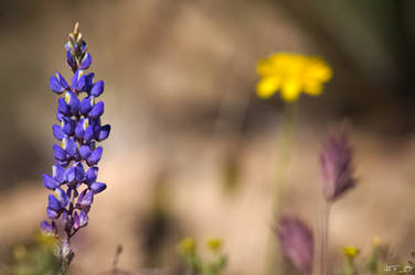 Purple Desert Wildflower